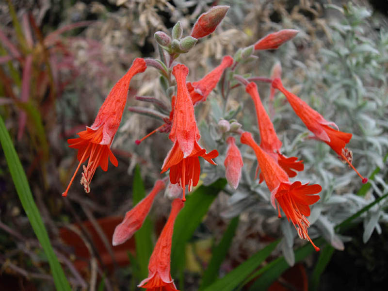Epilobium canum ssp canum 'Olbrich Silver'